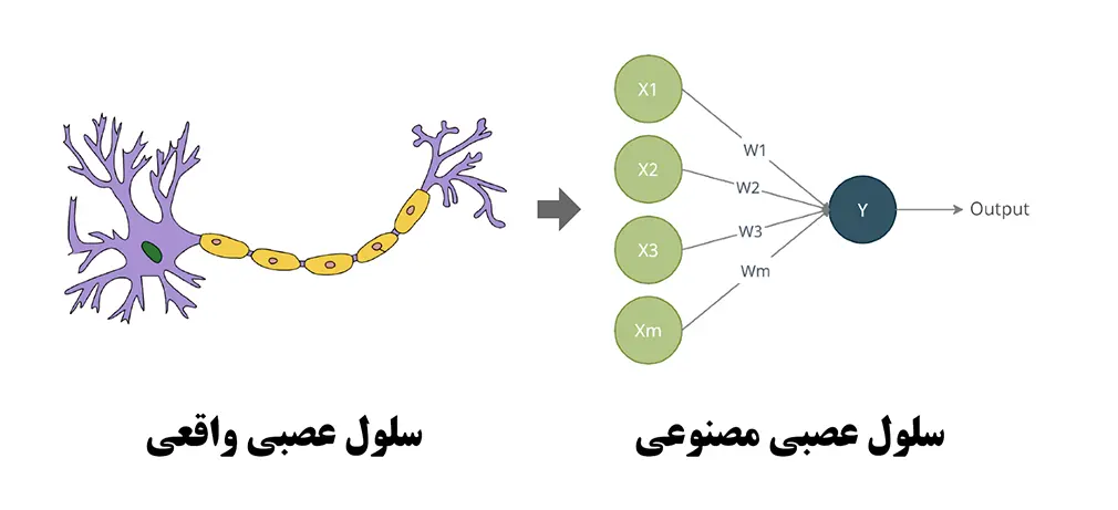 سلول عصبی مصنوعی در مقابل سلول عصبی طبیعی
